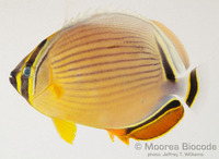 : Chaetodon lunulatus