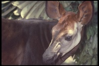 : Okapia johnstoni; Okapi