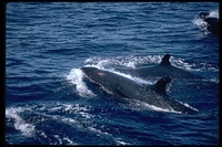 : Pseudorca crassidens; False Killer Whale