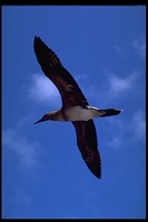 : Sula sula; Red-footed Booby