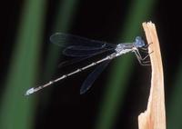 : Lestes congener; Spotted Spreadwing