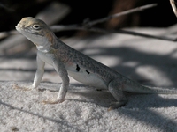 : Holbrookia maculata ruthveni; Bleached Earless Lizard