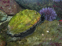 : Haliotis rufescens; Red Abalone;