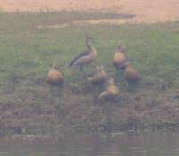 Lesser Whistling-Duck (Dendrocygna javanica) 2004. december 30. Bund Baretha