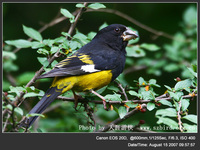 Mycerobas melanozanthos Spot-winged Grosbeak 黑腰擬蠟嘴雀 124-097