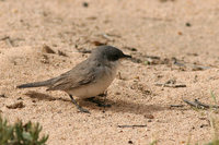 Lesser Whitethroat