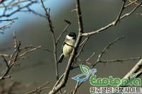 북방쇠박새 (Willow Tit) 학명 : Parus montanus