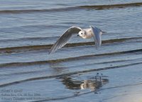 Ross's Gull, Salton Sea