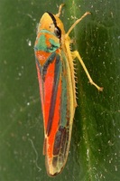 Graphocephala fennahi