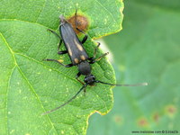 Anoplodera sexguttata var. excalamationis