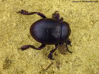 Timarcha goettingensis