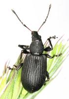 Phyllobius glaucus var. fuscofumosus