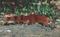 Northern Ring-tailed Mongoose (Galidia elegans dambrensis) foraging.