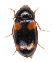 Mycetophagus quadripustulatus