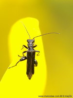 Oedemera atrata