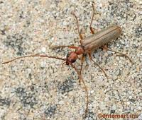 Vesperus strepens