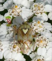 Lygus gemellatus