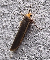 Eilema complana - Scarce Footman