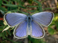 Glaucopsyche alexis - Green-underside Blue