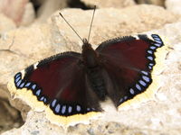 Nymphalis antiopa - Camberwell Beauty