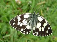 Melanargia galathea - Marbled White