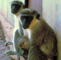 Green monkey (Chlorocebus sabaeus)