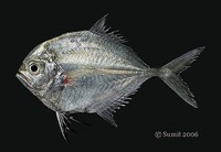 Atropus atropos, Cleftbelly trevally: fisheries