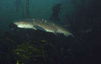 Notorynchus cepedianus, Broadnose sevengill shark: fisheries, gamefish, aquarium