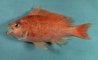 Pronotogrammus martinicensis, Roughtongue bass: