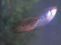 Trichogaster trichopterus, Three spot gourami: fisheries, aquaculture, aquarium