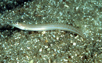 Trichonotus marleyi, :