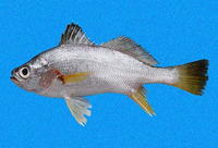 Bairdiella ensifera, Swordspine croaker: