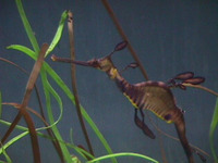 Phyllopteryx taeniolatus, Common seadragon: