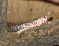 Schistocerca gregaria - Desert locust