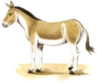 Image of: Equus kiang (kiang)