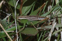 Bicolorana kuntzeni