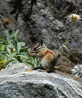 Image of: Tamias minimus (least chipmunk)