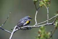 Dendroica coronata - Yellow-rumped Warbler