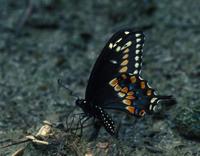 Image of: Papilio polyxenes