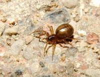 Image of: Theridiidae (cobweb weavers)