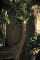 Litocranius walleri - Gerenuk