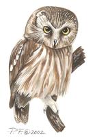 Image of: aegolius acadicus (northern saw-whet owl)