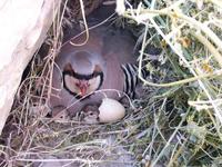 Image of: Alectoris chukar (chukar)