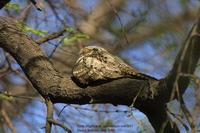 Image of: Caprimulgus indicus (grey nightjar)