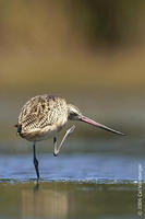 Image of: Limosa fedoa (marbled godwit)