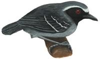 Image of: Myrmoborus myotherinus (black-faced antbird)
