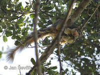 Ratufa macroura - Sri Lankan Giant Squirrel
