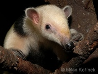 Tamandua tetradactyla - Southern Tamandua