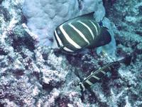 Image of: Zebrasoma veliferum (sailfin tang)