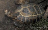 Indotestudo forstenii - Forsten's Tortoise